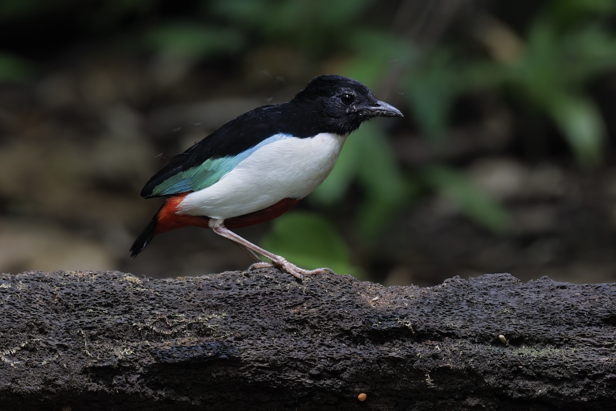 Ivory-breasted Pitta - Marco Valentini