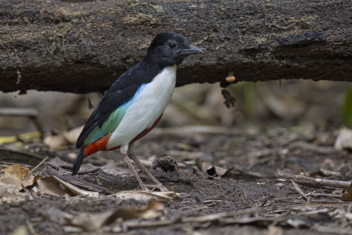 Ivory-breasted Pitta - ML621811352