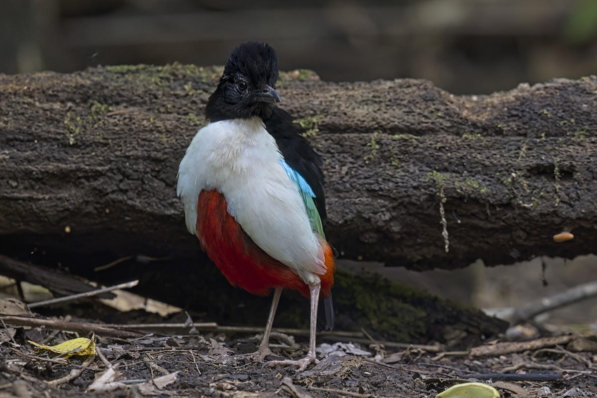 Ivory-breasted Pitta - ML621811353