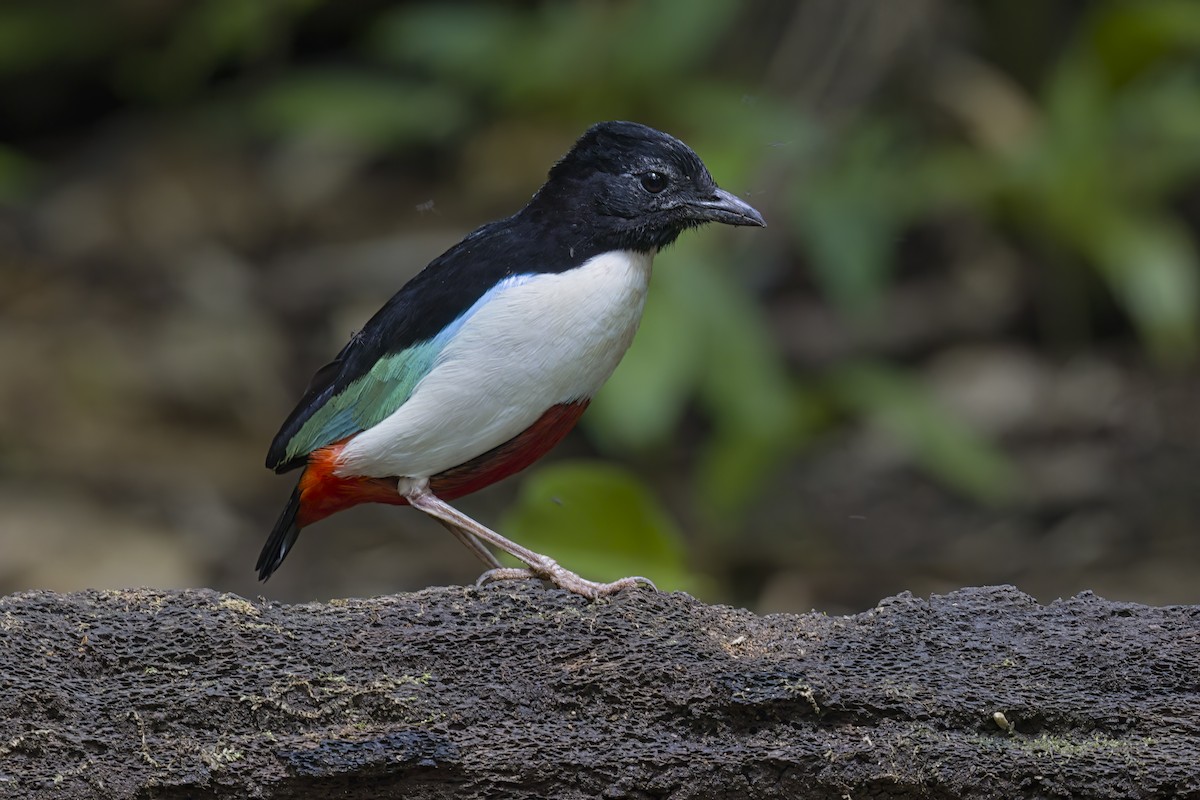 Ivory-breasted Pitta - ML621811354