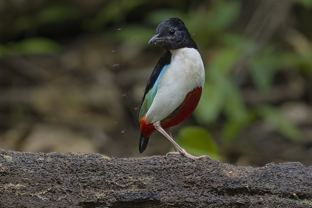 Ivory-breasted Pitta - ML621811355