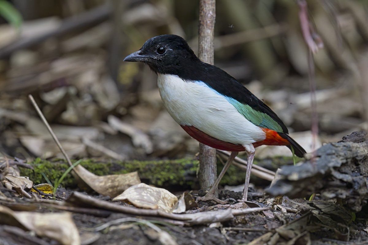 Ivory-breasted Pitta - Marco Valentini