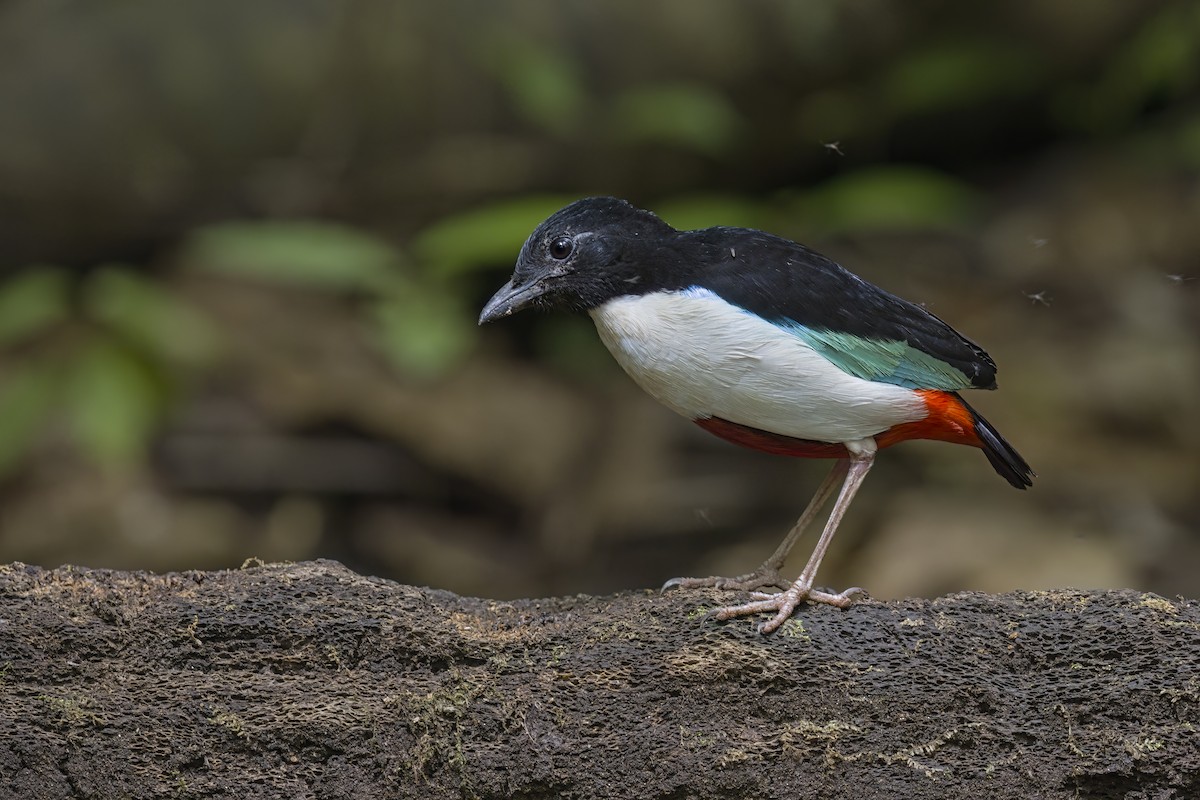 Ivory-breasted Pitta - ML621811357