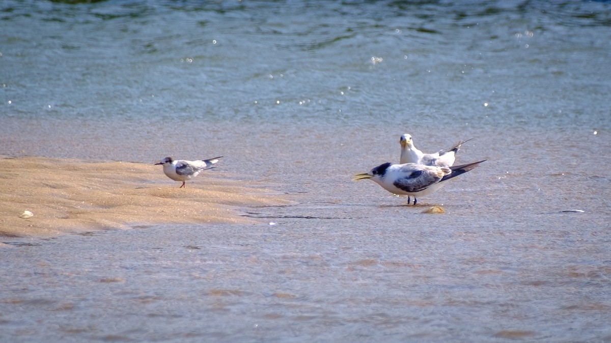 Great Crested Tern - Andrew Black