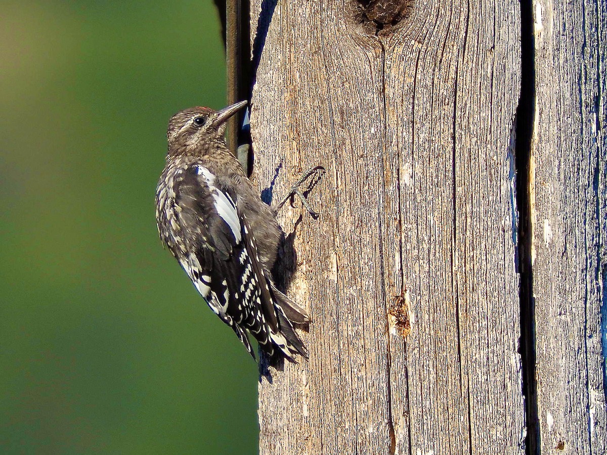 Red-naped Sapsucker - ML621811432