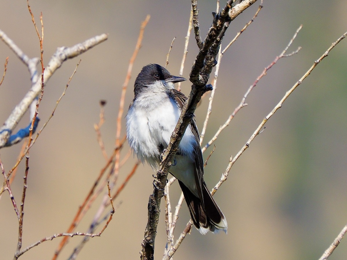 Eastern Kingbird - ML621811439