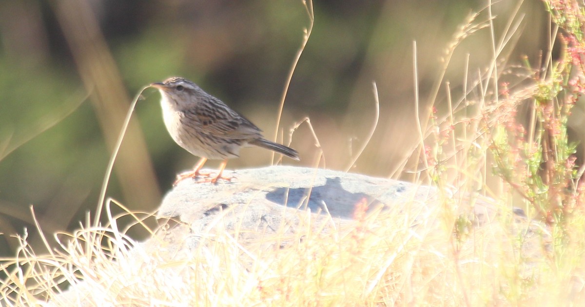 Upland Pipit - ML621811461