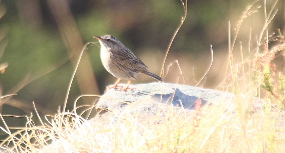 Upland Pipit - Marsh Alphonso