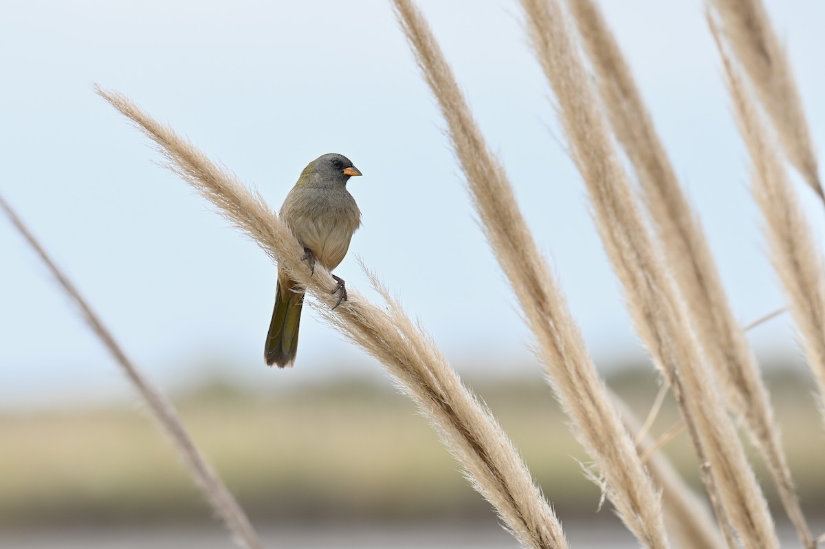 Great Pampa-Finch (Eastern) - ML621811467