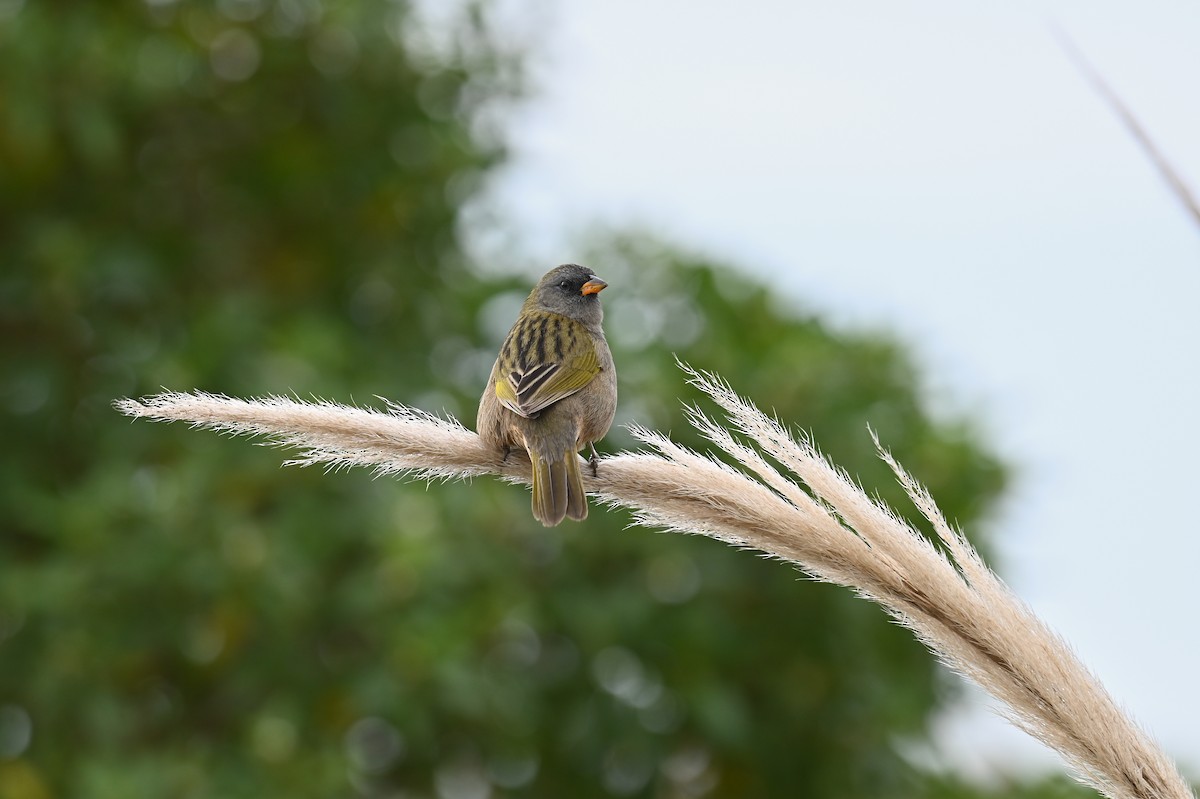 Great Pampa-Finch (Eastern) - ML621811468