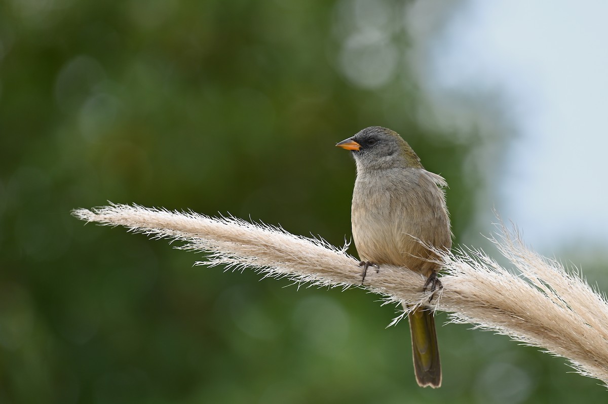 Great Pampa-Finch (Eastern) - ML621811471