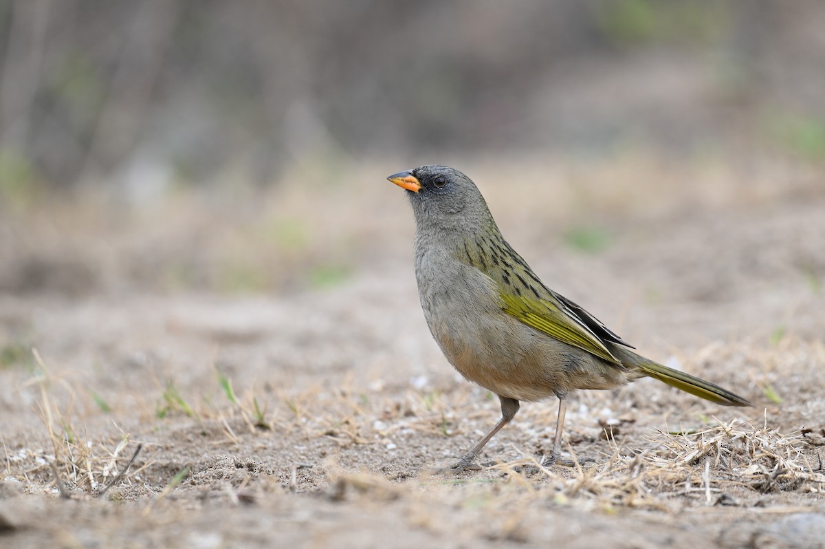 Great Pampa-Finch (Eastern) - ML621811496