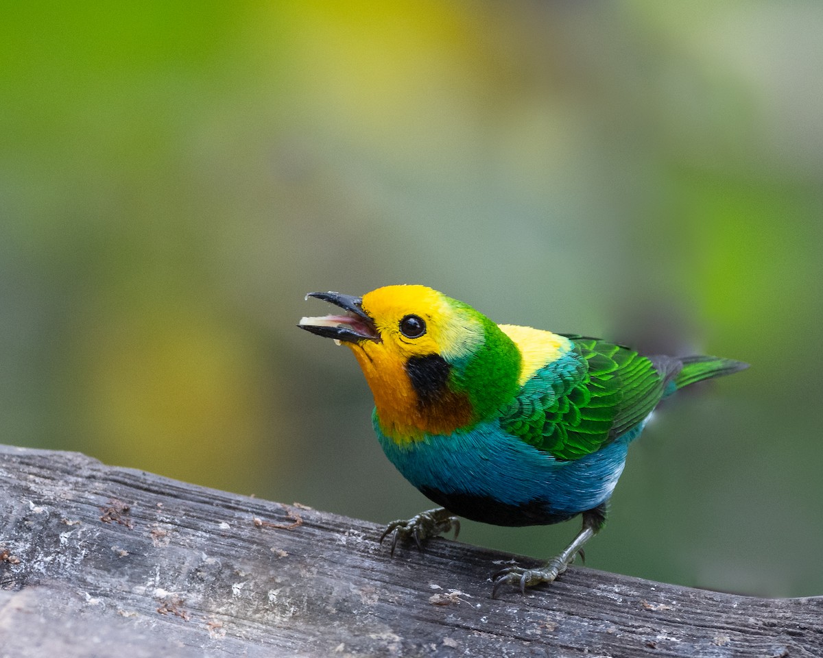 Multicolored Tanager - ML621811549