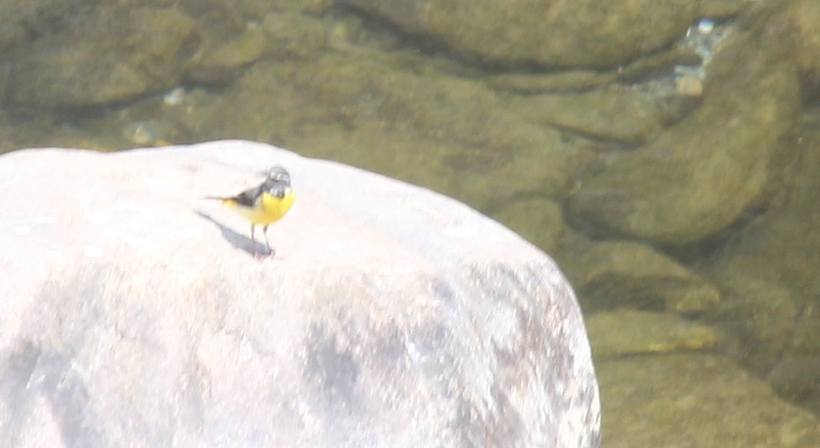 Gray Wagtail - ML621811610