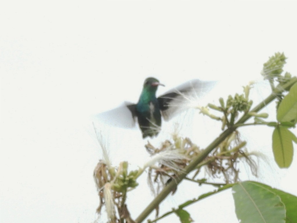 Glittering-throated Emerald - ML621811714