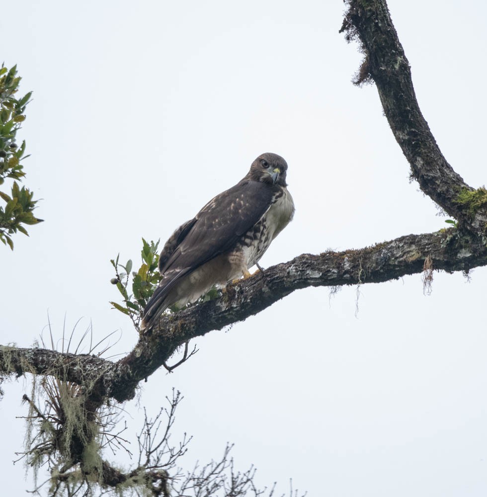 Red-tailed Hawk (costaricensis) - ML621811727