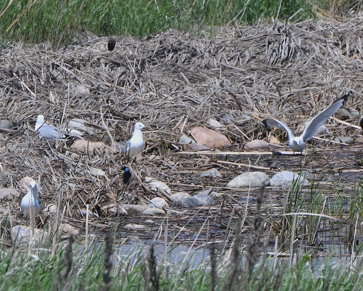 Ring-billed Gull - ML621811729