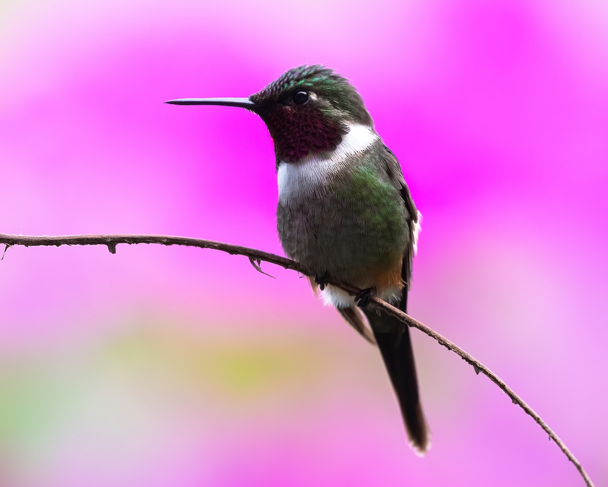 Purple-throated Woodstar - ML621811743