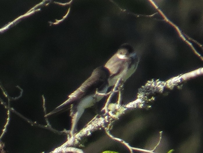 Bank Swallow - ML621811772