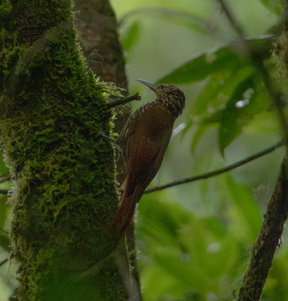 Spot-crowned Woodcreeper - ML621811817