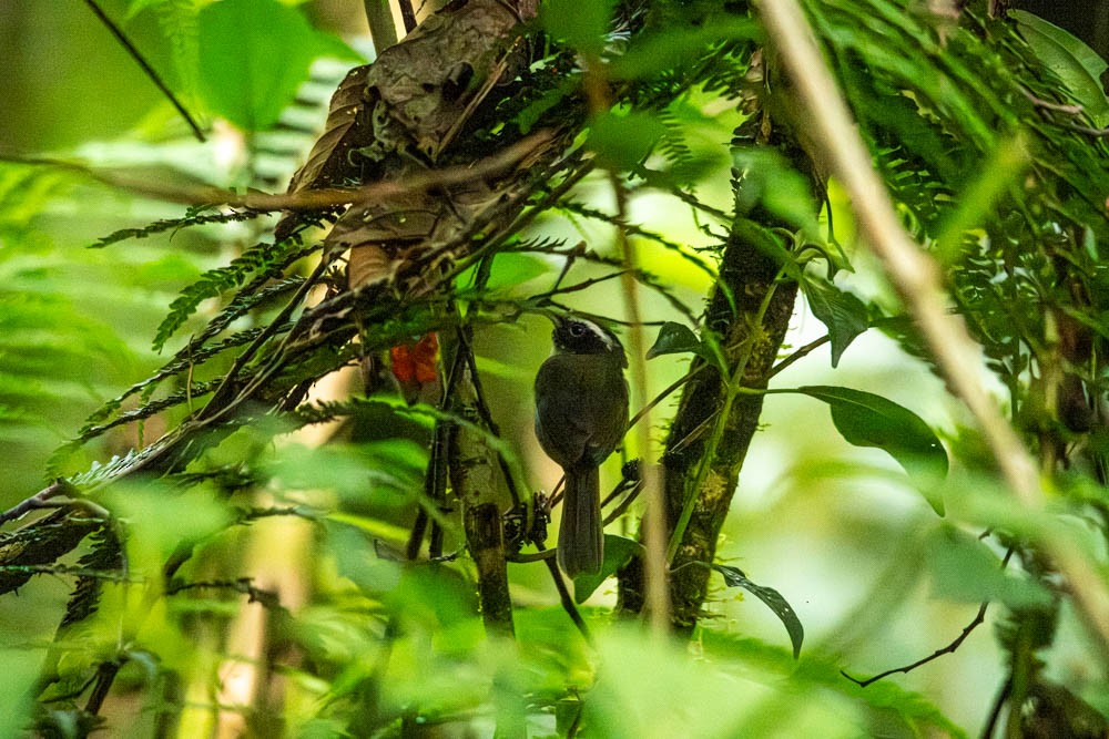 Black-cheeked Warbler - ML621811861