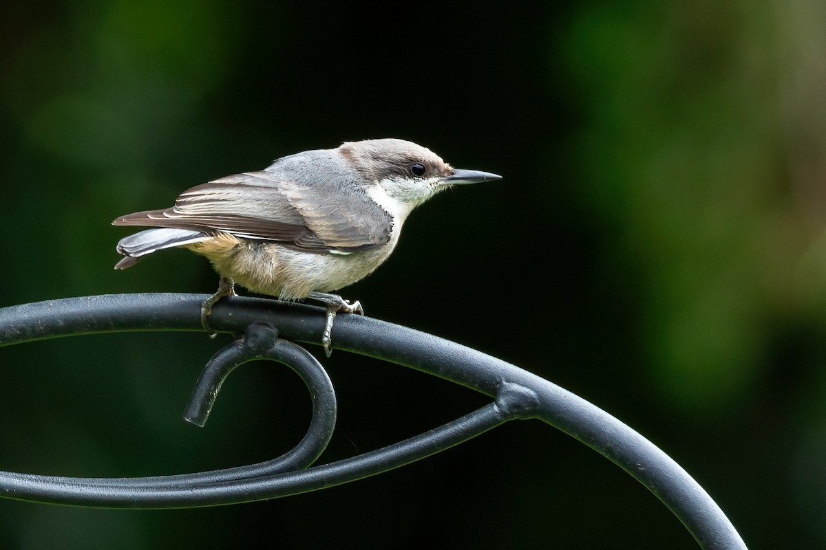 Brown-headed Nuthatch - ML621811898