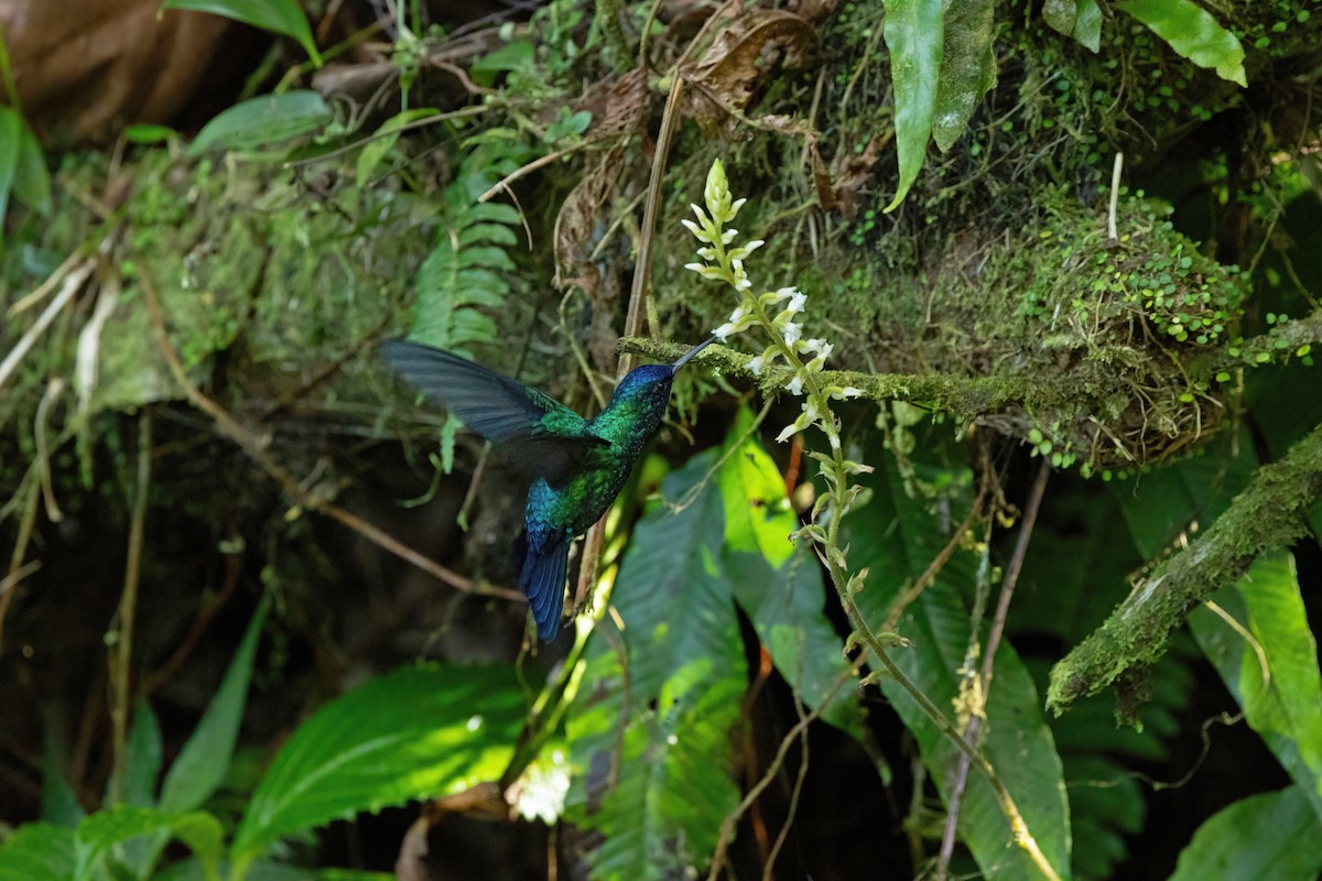 Blue-headed Hummingbird - Thibaud Aronson