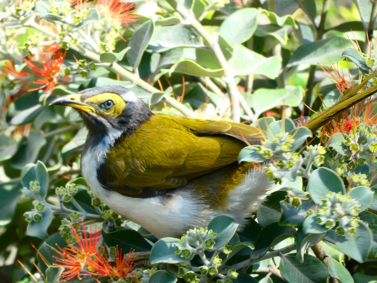 Blue-faced Honeyeater - ML621811933