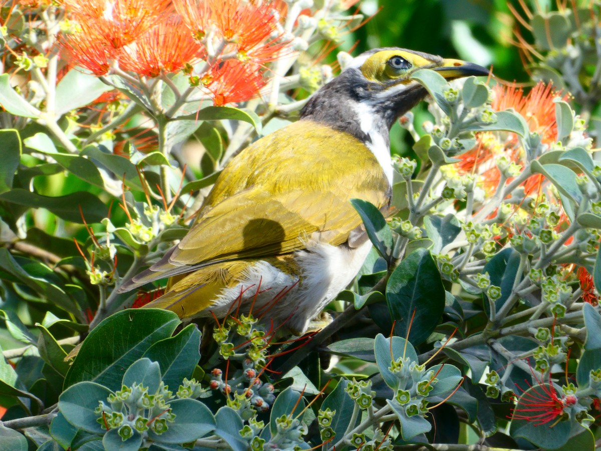 Blue-faced Honeyeater - ML621811938