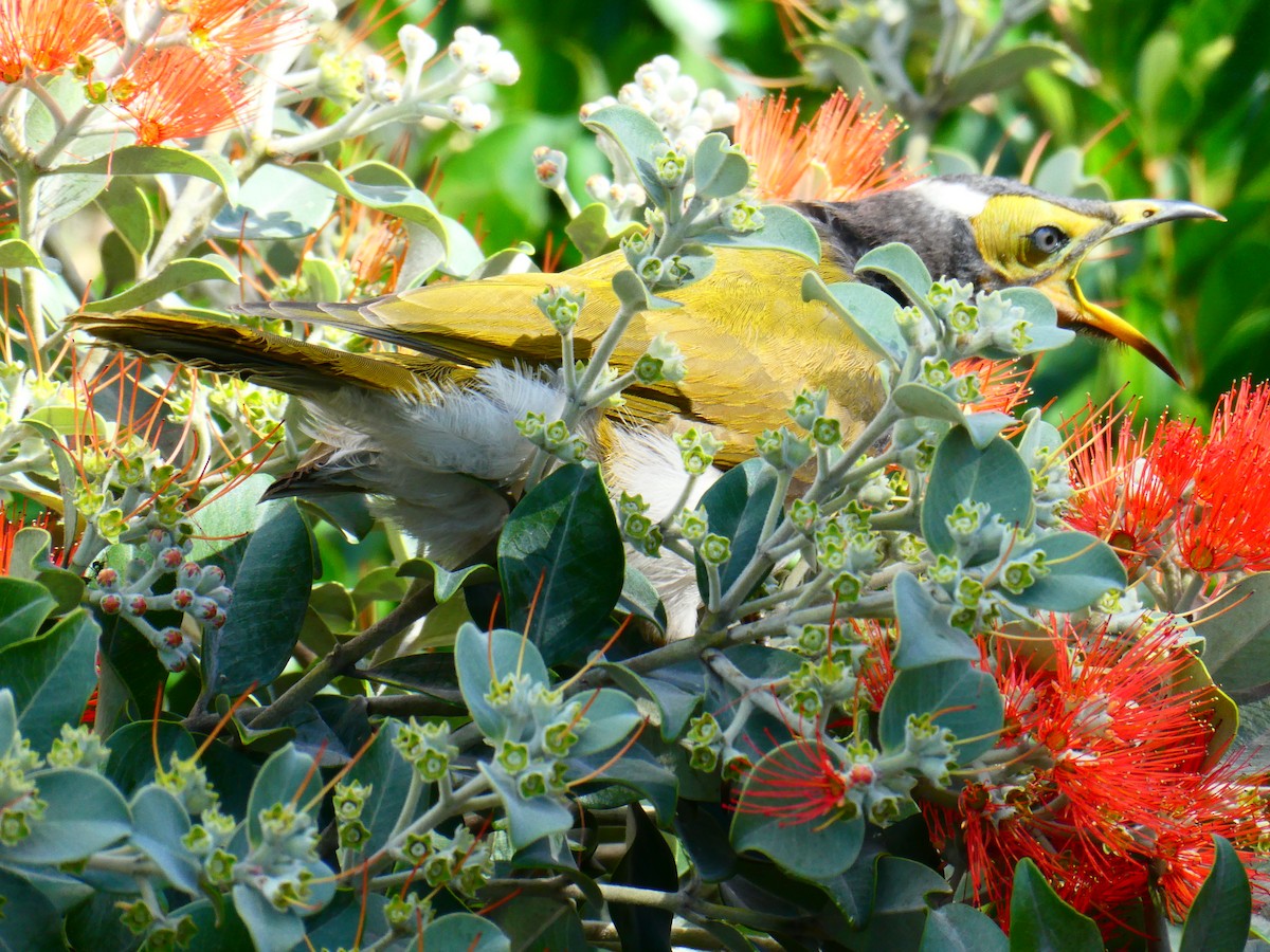 Blue-faced Honeyeater - ML621811940