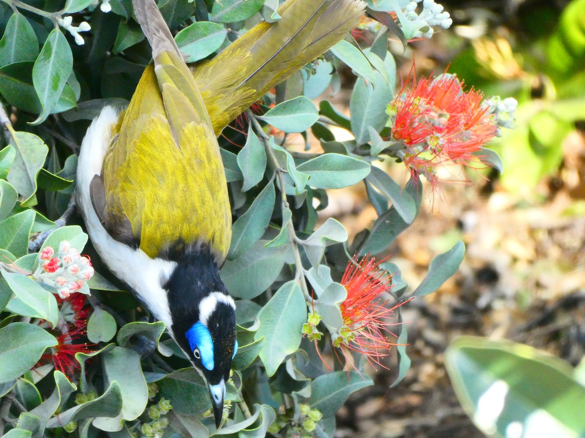 Blue-faced Honeyeater - ML621811950