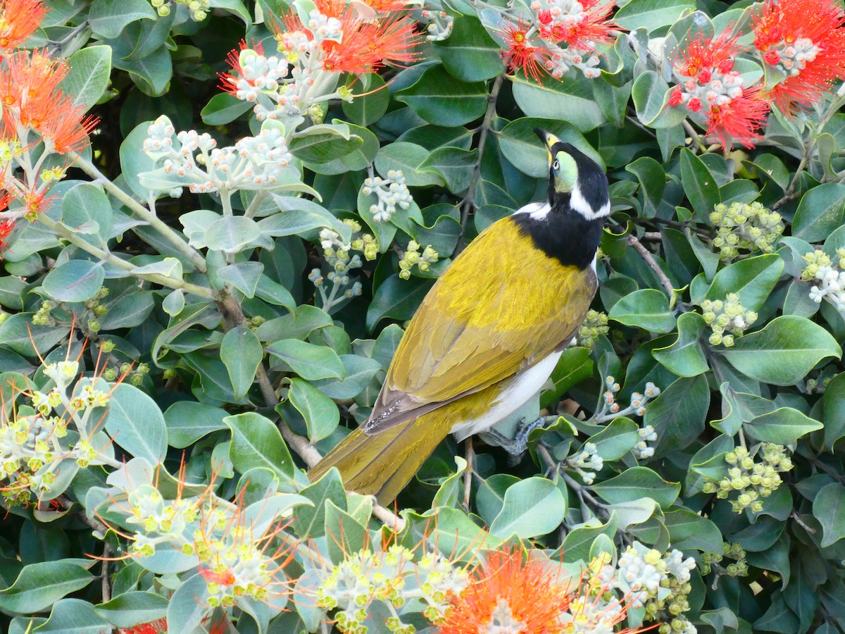 Blue-faced Honeyeater - ML621811958