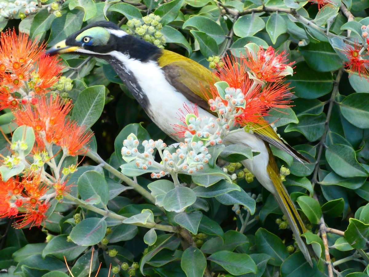 Blue-faced Honeyeater - ML621811960