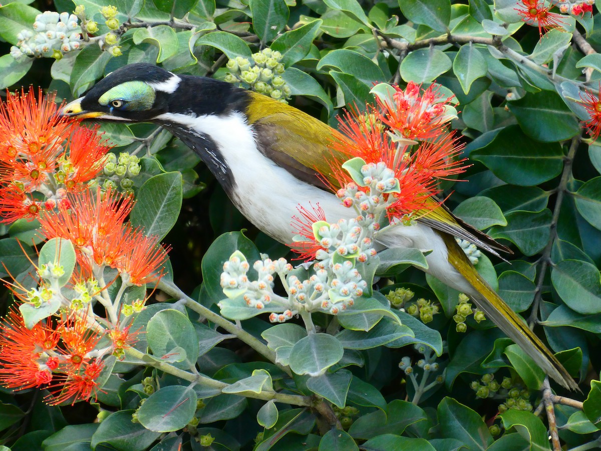 Blue-faced Honeyeater - ML621811967