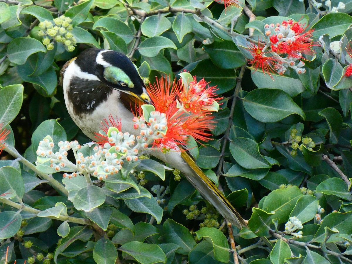 Blue-faced Honeyeater - ML621811973