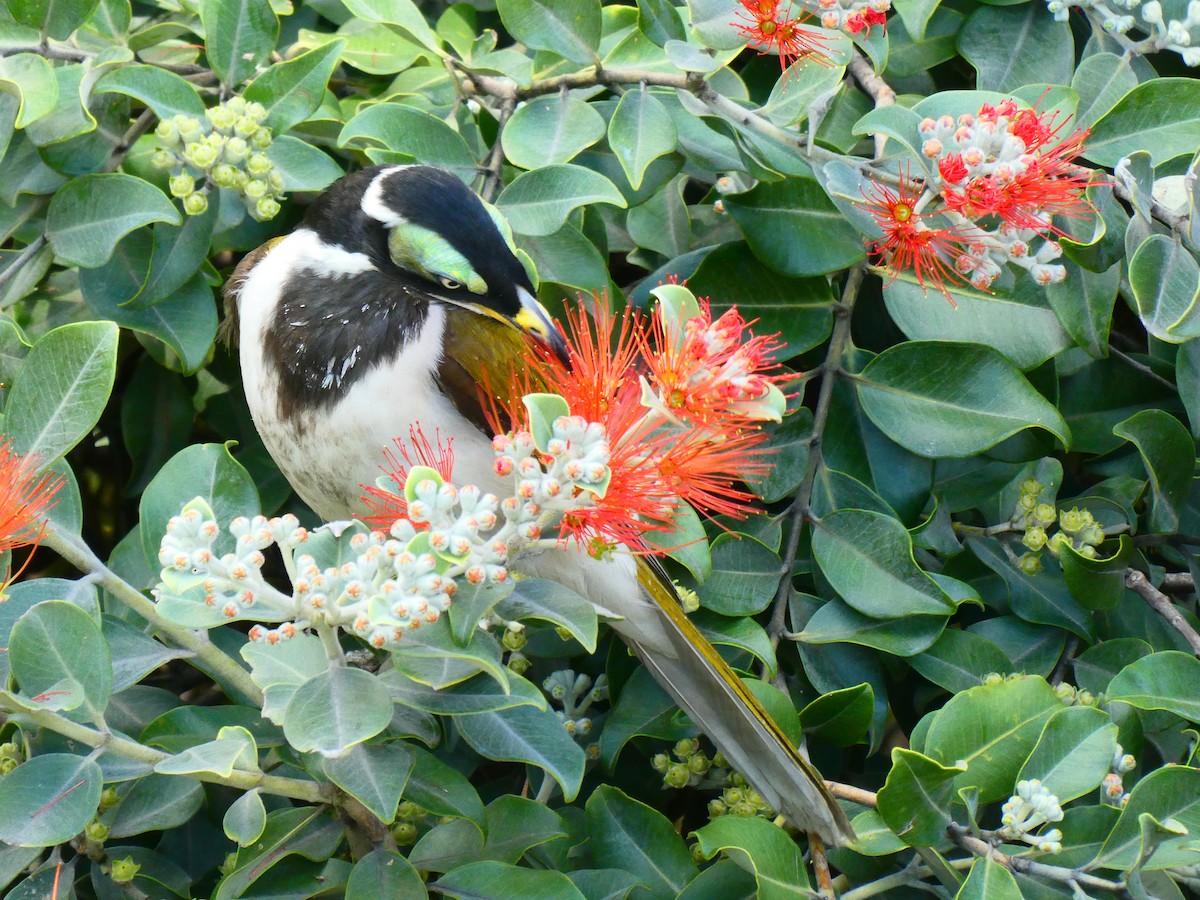 Blue-faced Honeyeater - ML621811987