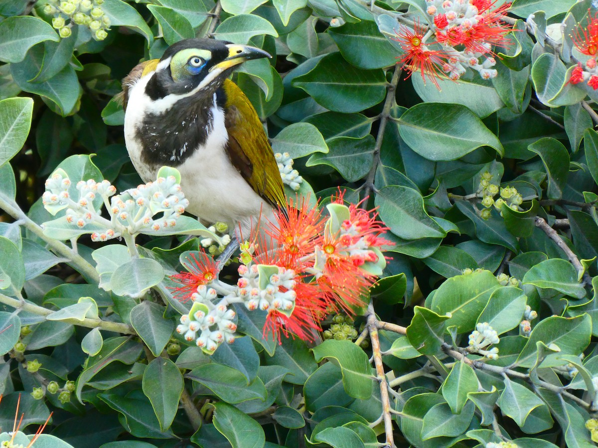 Blue-faced Honeyeater - ML621811995