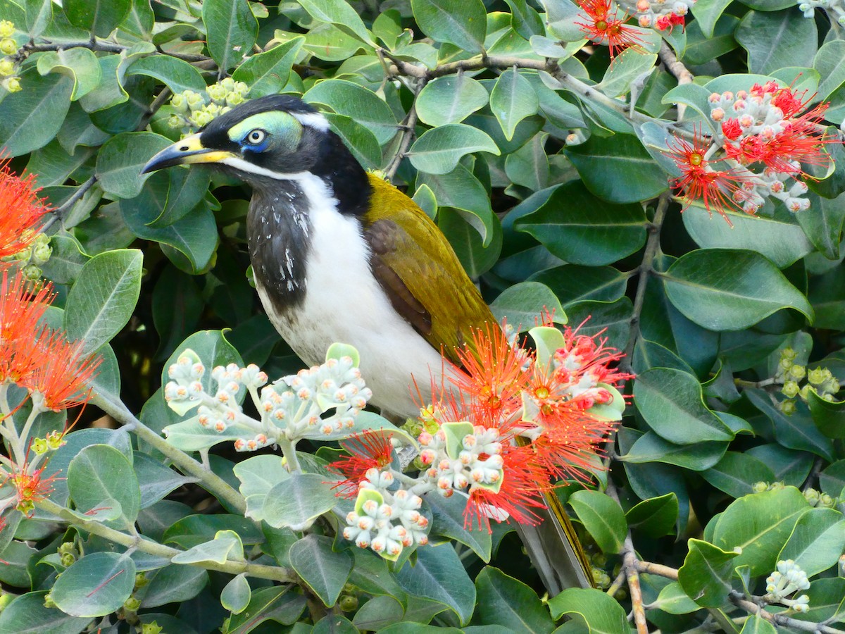 Blue-faced Honeyeater - ML621812001