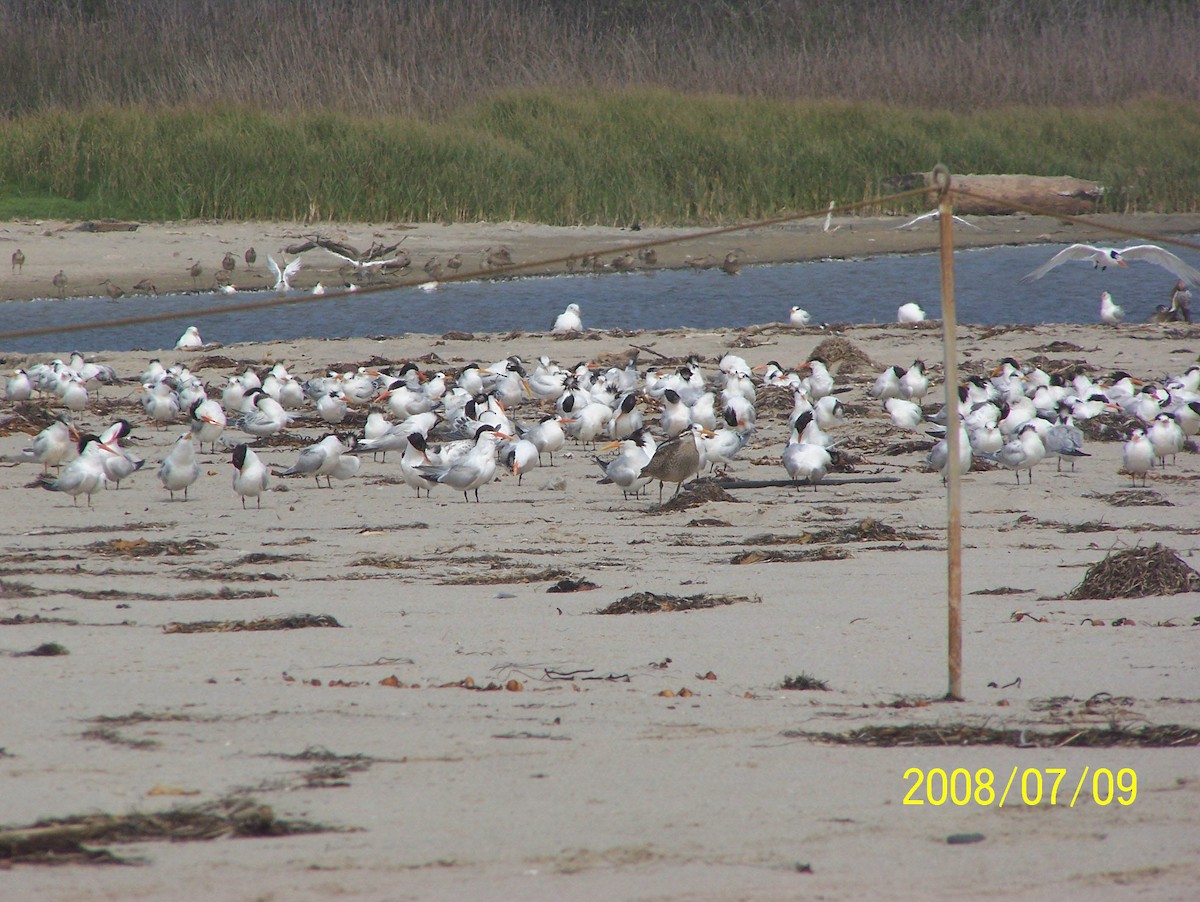 хараалай - ML621812002