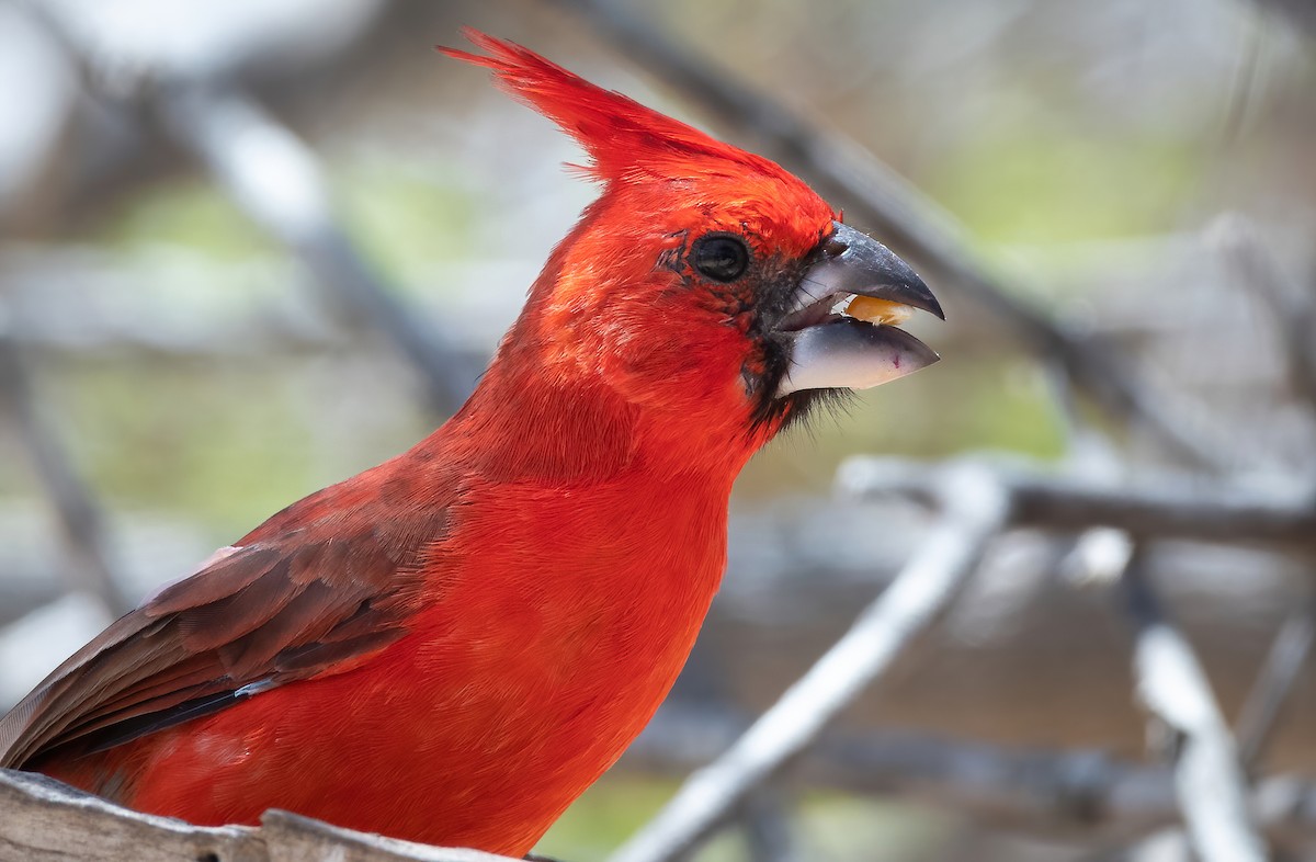 Vermilion Cardinal - ML621812123