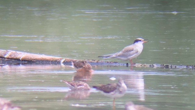 Long-billed Dowitcher - ML621812174