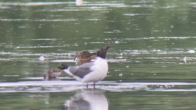 Long-billed Dowitcher - ML621812175