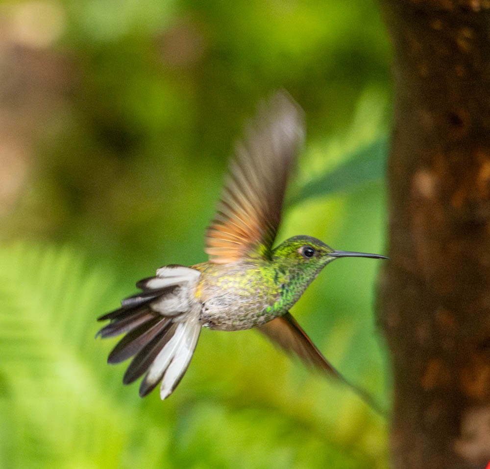 Stripe-tailed Hummingbird - Carlton Cook