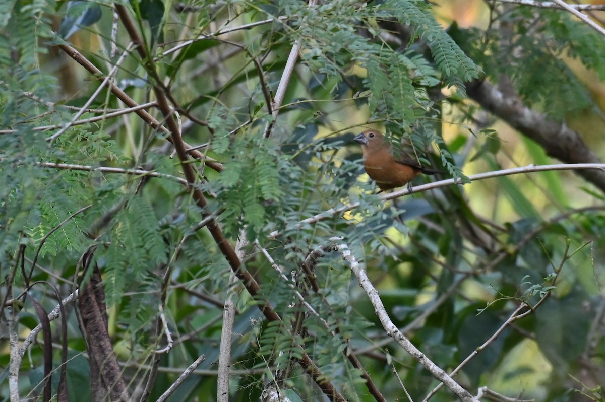 Ruby-crowned Tanager - ML621812189