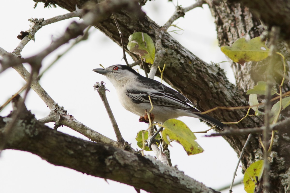 Black-backed Puffback - ML621812225