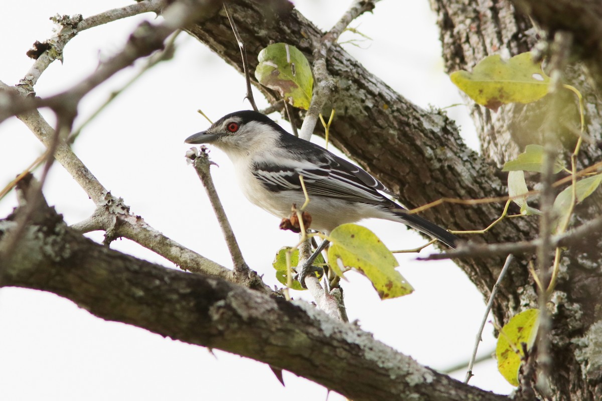 Black-backed Puffback - Richard Dunn