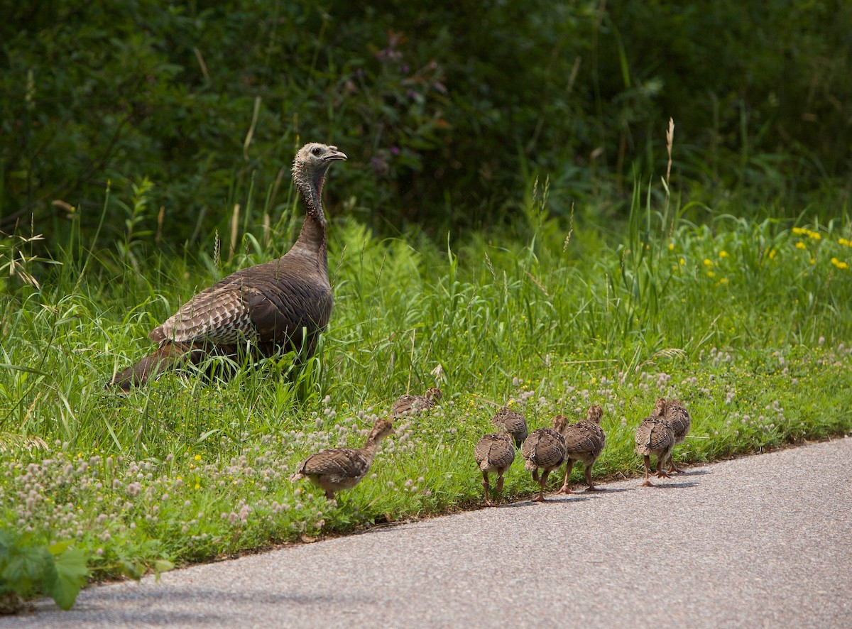 Wild Turkey - Robert Bruss