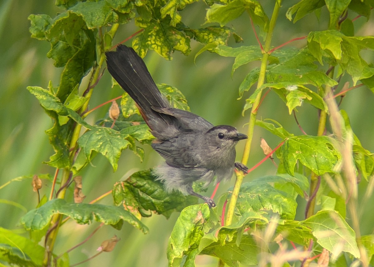 Gray Catbird - ML621812245