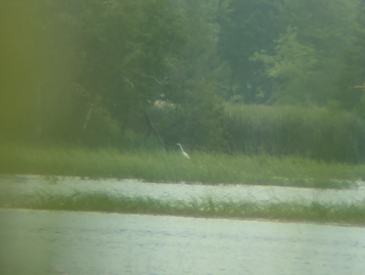 Great Egret - ML621812302