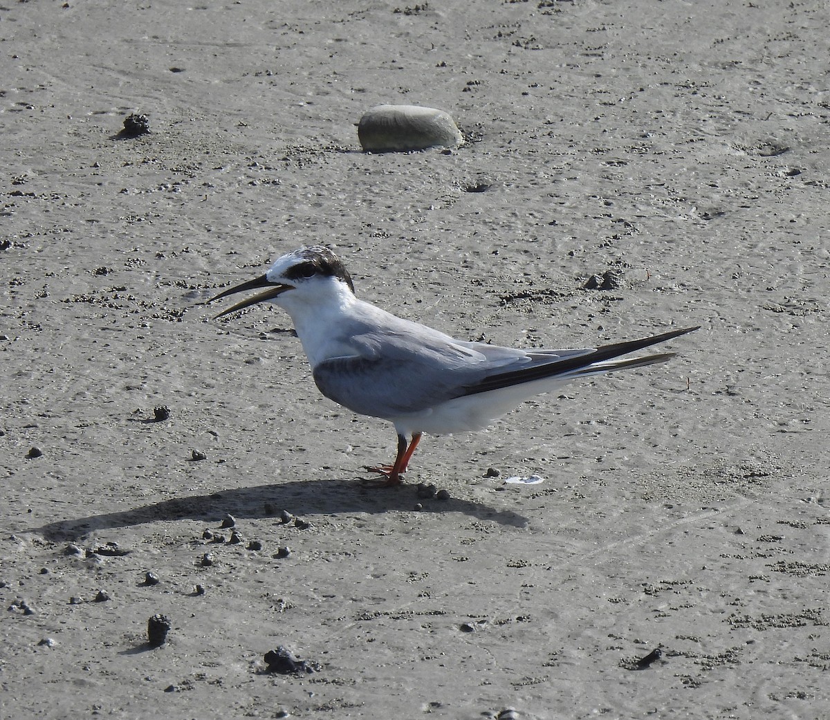 Little Tern - ML621812315